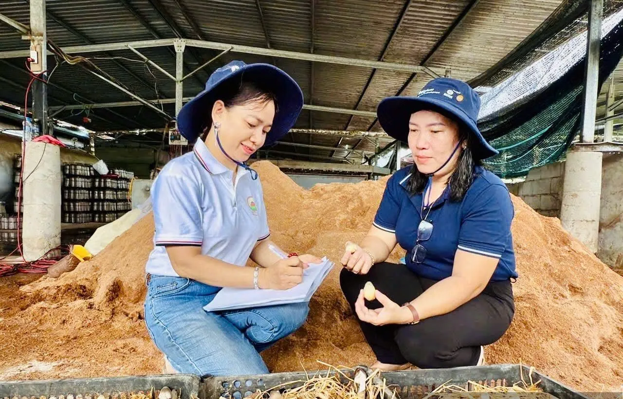 Hai người đội mũ rộng vành ngồi bên đống giá thể trong nhà xưởng, phía trước là những khay nấm trong rơm
