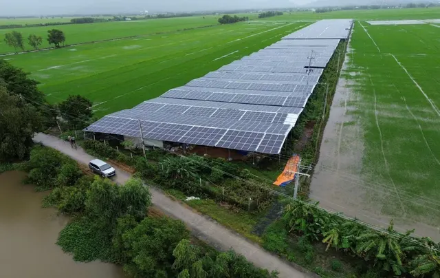 Dãy nhà trồng nấm lợp pin mặt trời chạy dọc cánh đồng lúa xanh