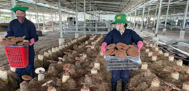 Hai người đội nón bê rổ nấm linh chi vừa thu hoạch giữa những hàng phôi trên nền rơm
