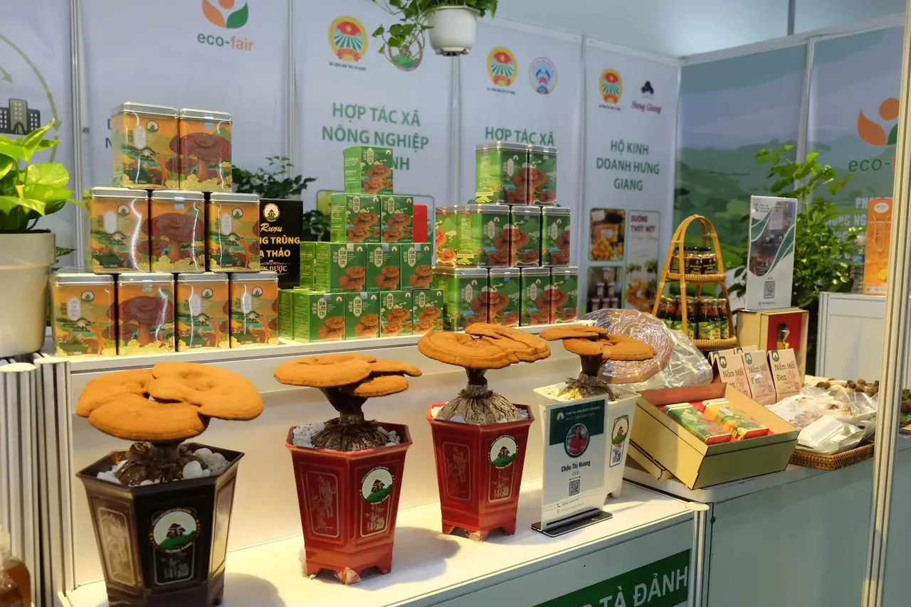 Bốn chậu nấm linh chi bày trên kệ trước các chồng hộp thiếc in hình nấm linh chi; bên phải là hộp quà, giỏ mây xếp hũ sản phẩm và các túi nấm