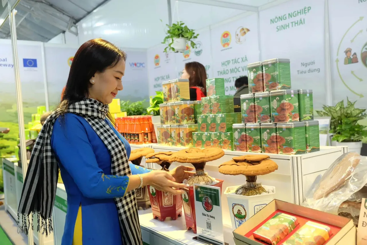 Chị Châu Thị Nương mặc áo dài xanh, quàng khăn rằn, nghiêng người chỉnh chậu nấm linh chi trên kệ trưng bày; phía sau là các hộp thiếc in hình nấm linh chi xếp chồng