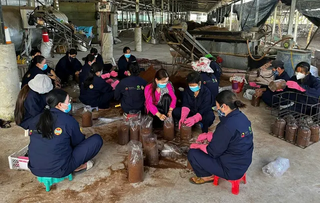 Các công nhân mặc đồng phục xanh ngồi trên sàn xưởng, đóng giá thể vào bịch phôi nấm