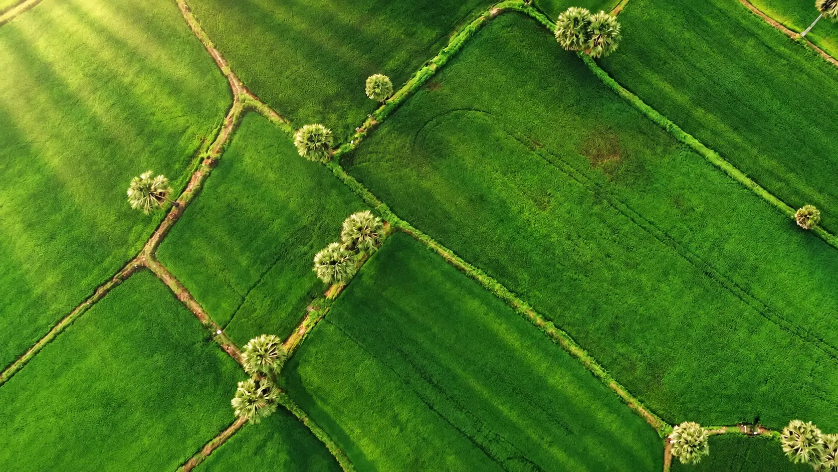 Những ô ruộng xanh và hàng thốt nốt tại Bảy Núi nhìn từ trên cao