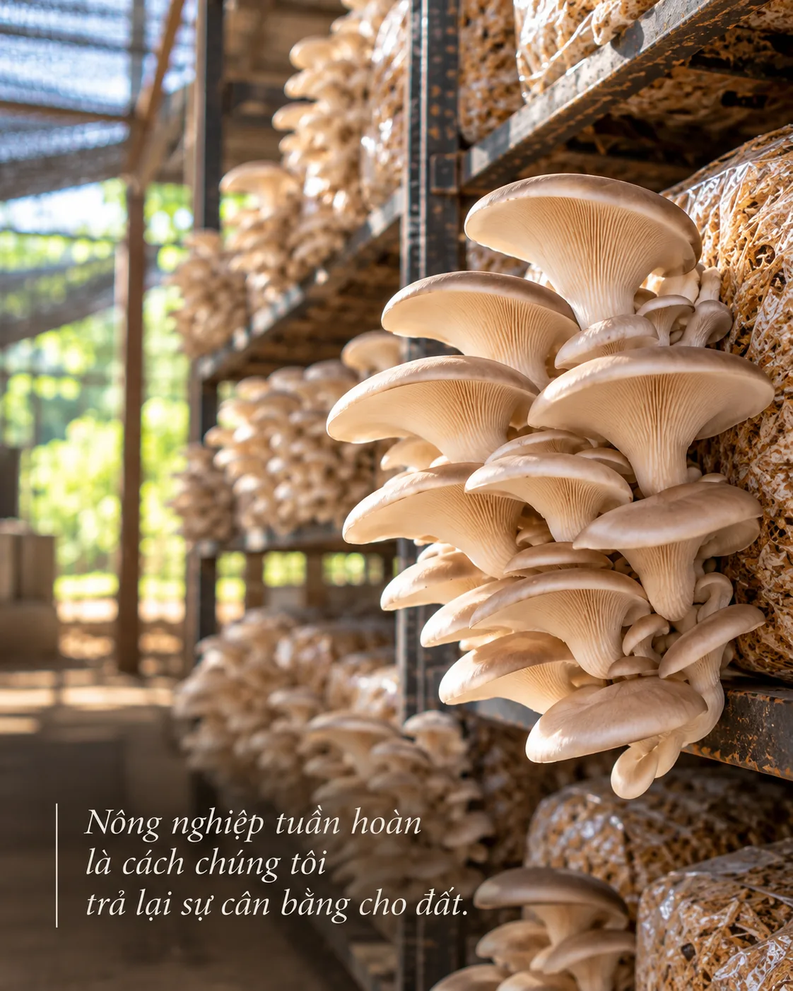 Chùm nấm bào ngư mọc từ bịch phôi trên kệ sắt trong nhà nuôi nấm. Dòng chữ trên ảnh: “Nông nghiệp tuần hoàn là cách chúng tôi trả lại sự cân bằng cho đất.”