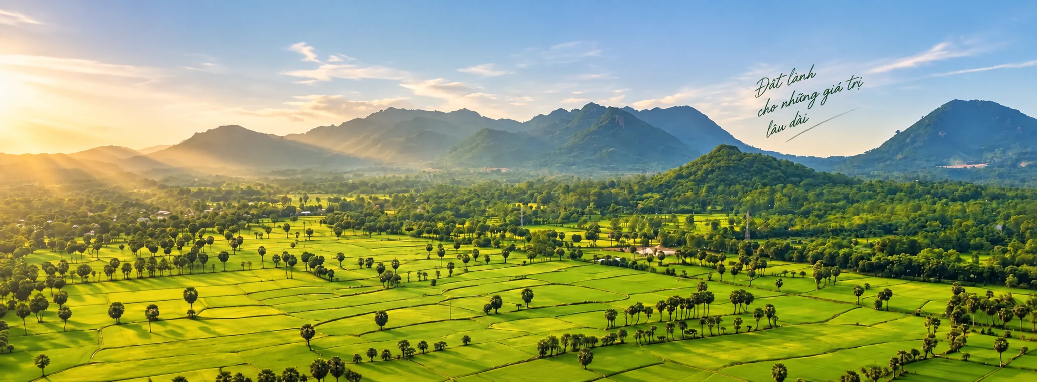 Cánh đồng lúa xanh điểm hàng thốt nốt, dãy núi vùng Bảy Núi phía xa, nhìn từ trên cao